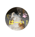emiroppy   ( 猫ちゃんスタンプ )（個別スタンプ：9）