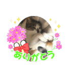 emiroppy   ( 猫ちゃんスタンプ )（個別スタンプ：11）
