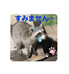 emiroppy   ( 猫ちゃんスタンプ )（個別スタンプ：13）