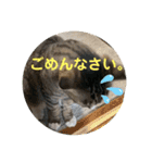 emiroppy   ( 猫ちゃんスタンプ )（個別スタンプ：14）