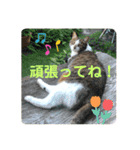 emiroppy   ( 猫ちゃんスタンプ )（個別スタンプ：15）