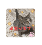 emiroppy   ( 猫ちゃんスタンプ )（個別スタンプ：16）