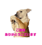 金太郎ちゃん⑨（個別スタンプ：10）