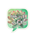 多肉植物好き♪吹き出し【敬語】（個別スタンプ：32）