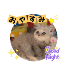 ねこまーち クッキークリームプリンス（個別スタンプ：4）