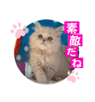 ねこまーち クッキークリームプリンス（個別スタンプ：5）