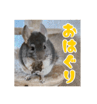チンチラのぐりのすけ（個別スタンプ：2）