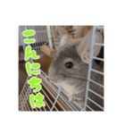チンチラのぐりのすけ（個別スタンプ：3）