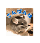 チンチラのぐりのすけ（個別スタンプ：4）