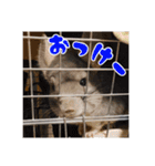 チンチラのぐりのすけ（個別スタンプ：5）