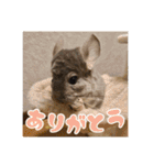 チンチラのぐりのすけ（個別スタンプ：6）