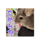 チンチラのぐりのすけ（個別スタンプ：7）