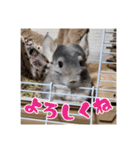 チンチラのぐりのすけ（個別スタンプ：8）