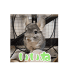 チンチラのぐりのすけ（個別スタンプ：10）