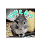 チンチラのぐりのすけ（個別スタンプ：11）