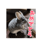チンチラのぐりのすけ（個別スタンプ：12）
