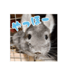 チンチラのぐりのすけ（個別スタンプ：13）