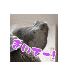 チンチラのぐりのすけ（個別スタンプ：15）