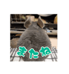 チンチラのぐりのすけ（個別スタンプ：16）