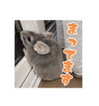 チンチラのぐりのすけ（個別スタンプ：17）