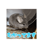 チンチラのぐりのすけ（個別スタンプ：18）