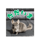 チンチラのぐりのすけ（個別スタンプ：19）