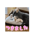 チンチラのぐりのすけ（個別スタンプ：20）