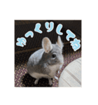 チンチラのぐりのすけ（個別スタンプ：21）