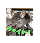 チンチラのぐりのすけ（個別スタンプ：23）