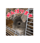 チンチラのぐりのすけ（個別スタンプ：24）