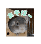 チンチラのぐりのすけ（個別スタンプ：25）