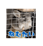 チンチラのぐりのすけ（個別スタンプ：26）