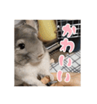 チンチラのぐりのすけ（個別スタンプ：28）