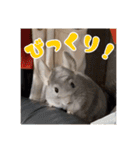 チンチラのぐりのすけ（個別スタンプ：29）