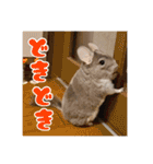 チンチラのぐりのすけ（個別スタンプ：30）
