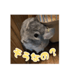 チンチラのぐりのすけ（個別スタンプ：31）