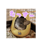 チンチラのぐりのすけ（個別スタンプ：33）