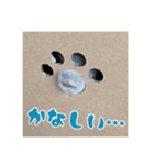 チンチラのぐりのすけ（個別スタンプ：34）