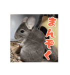 チンチラのぐりのすけ（個別スタンプ：35）