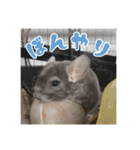 チンチラのぐりのすけ（個別スタンプ：36）