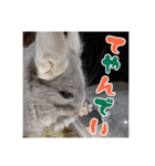 チンチラのぐりのすけ（個別スタンプ：38）