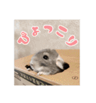 チンチラのぐりのすけ（個別スタンプ：39）