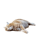落ちている猫（個別スタンプ：1）