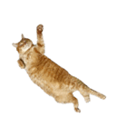 落ちている猫（個別スタンプ：2）