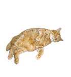 落ちている猫（個別スタンプ：3）