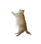 落ちている猫（個別スタンプ：5）