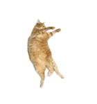 落ちている猫（個別スタンプ：6）