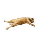 落ちている猫（個別スタンプ：7）