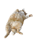 落ちている猫（個別スタンプ：8）