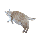 落ちている猫（個別スタンプ：10）